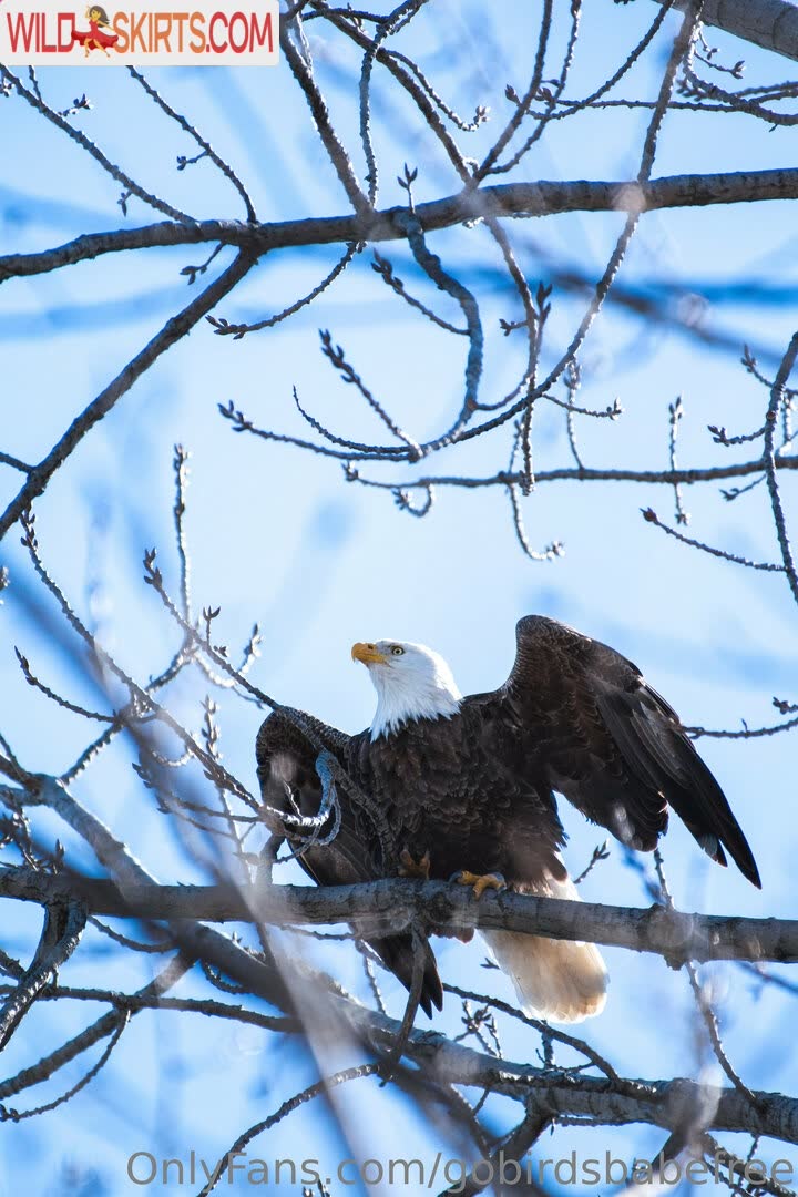 Gobirdsbabefree nude leaked photo #7